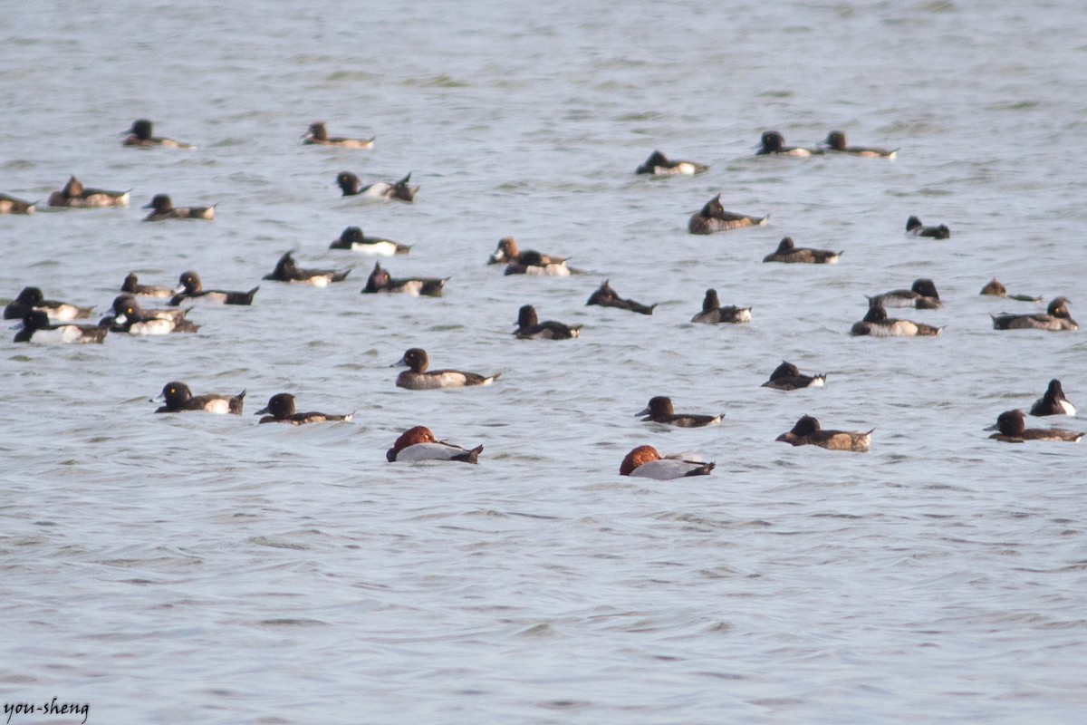 Common Pochard - ML195031771