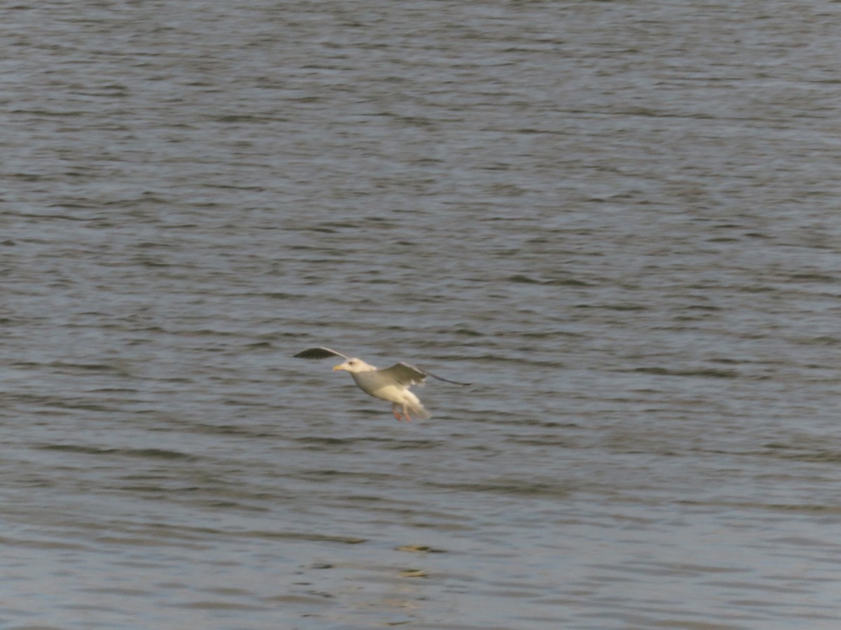 Herring Gull - 俞君 周