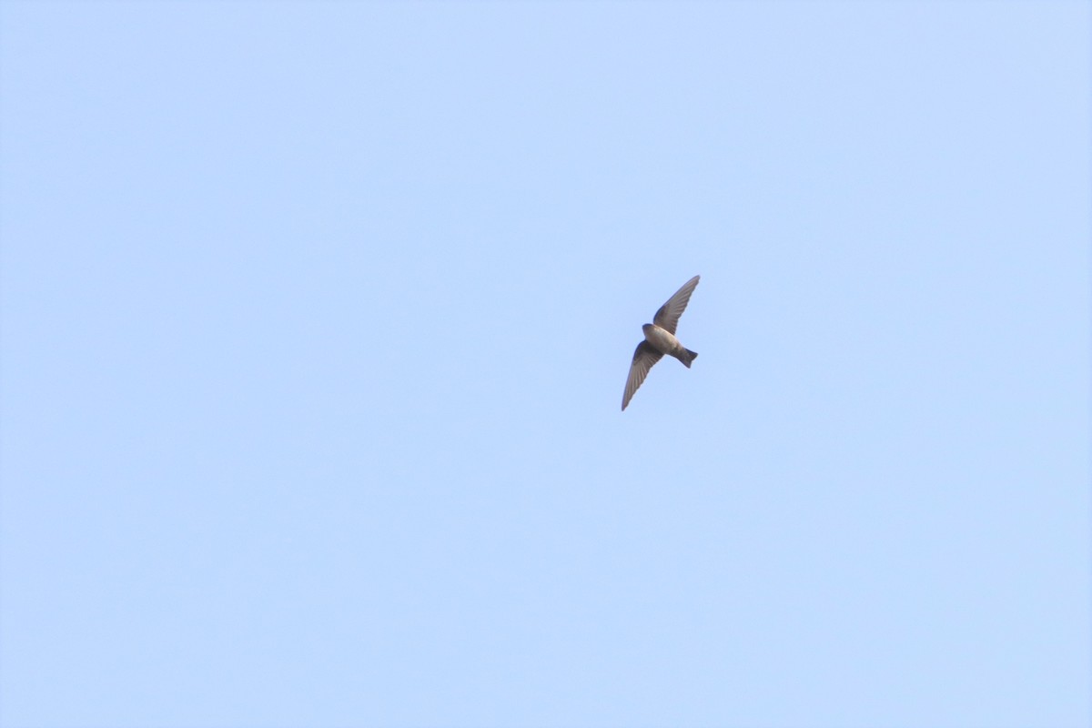 Eurasian Crag-Martin - ML195036171