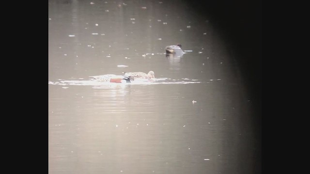 Northern Shoveler - ML195036201