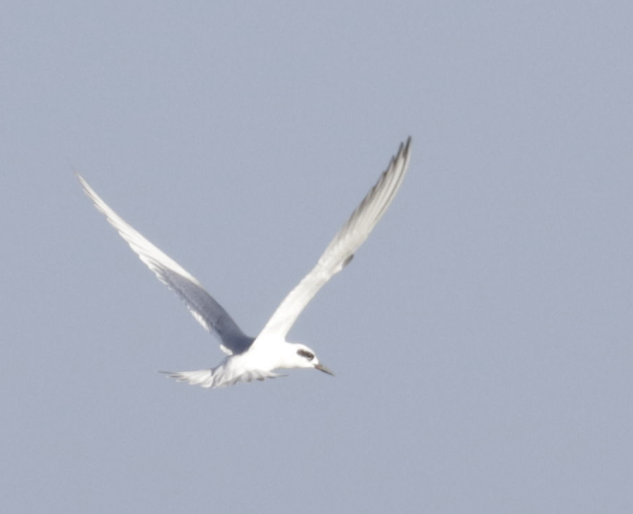 Forster's Tern - Denise Kemler