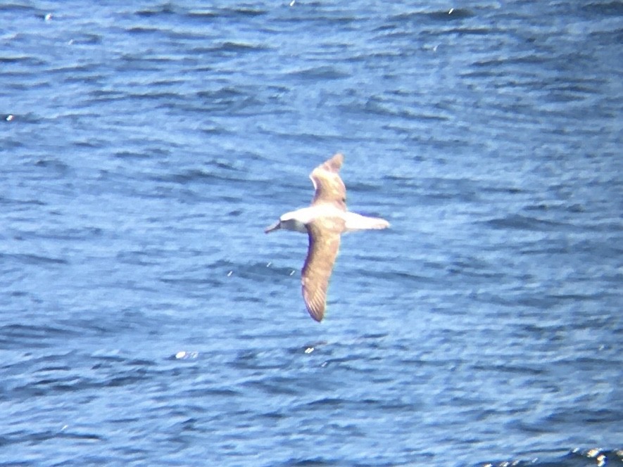 White-capped Albatross - ML195037301