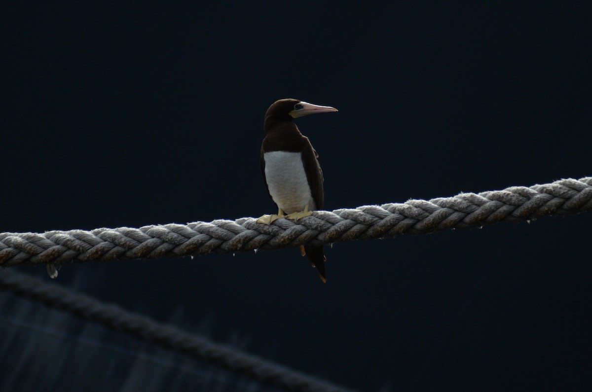 Brown Booby - Chris Crowe