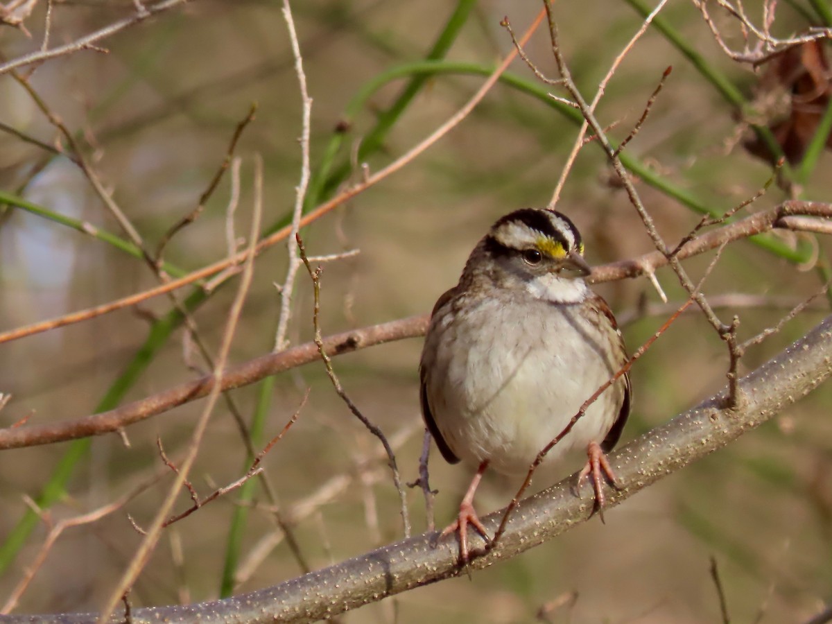 White-throated Sparrow - ML195038291