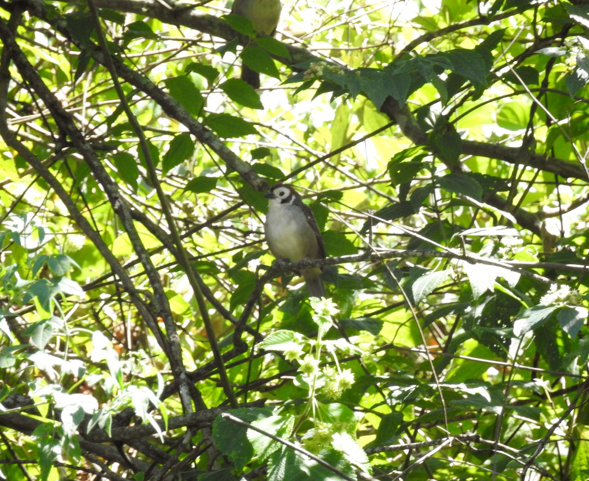 White-faced Ground-Sparrow - ML195038411