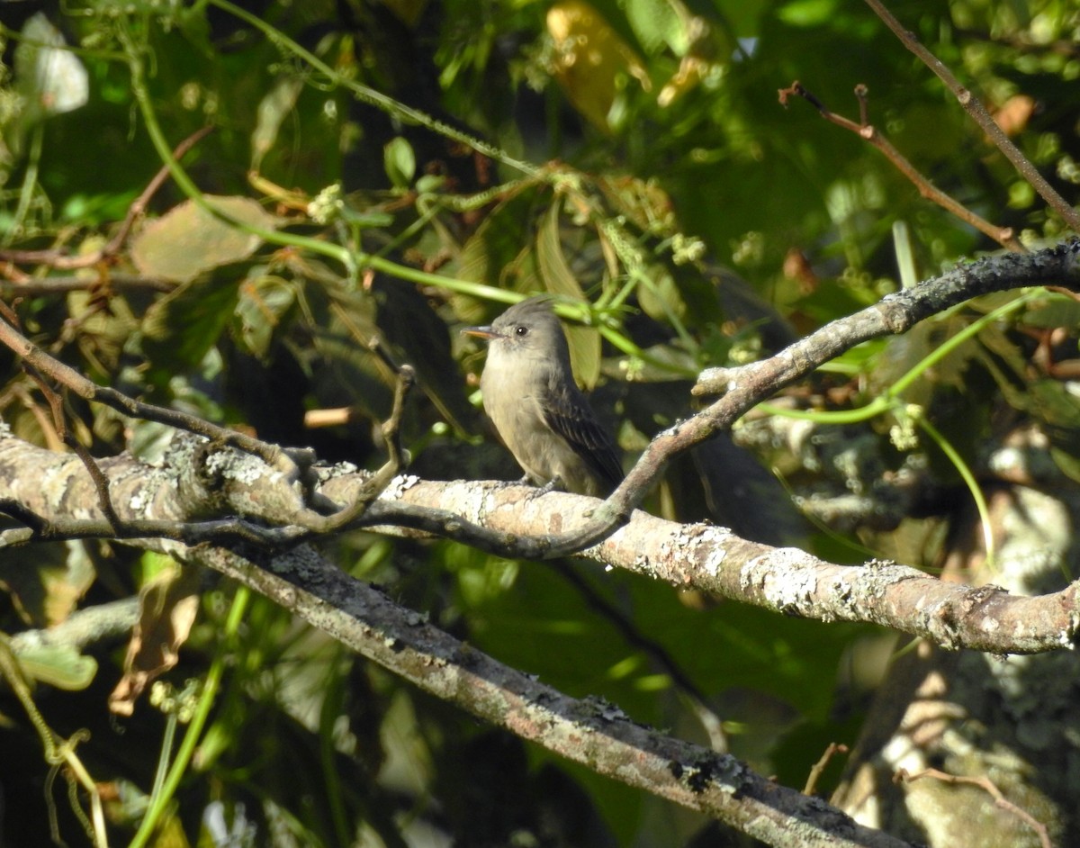 Greater Pewee - ML195038951