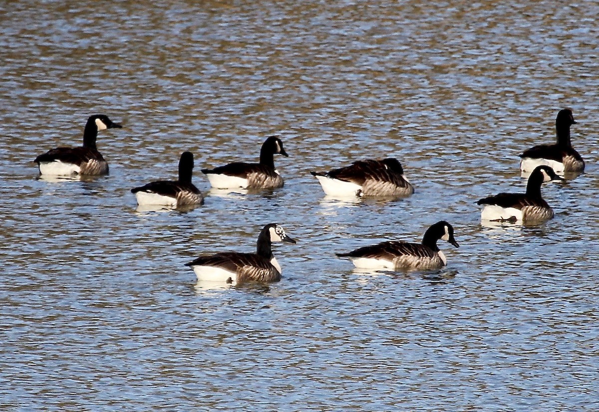 Canada Goose - ML195038971