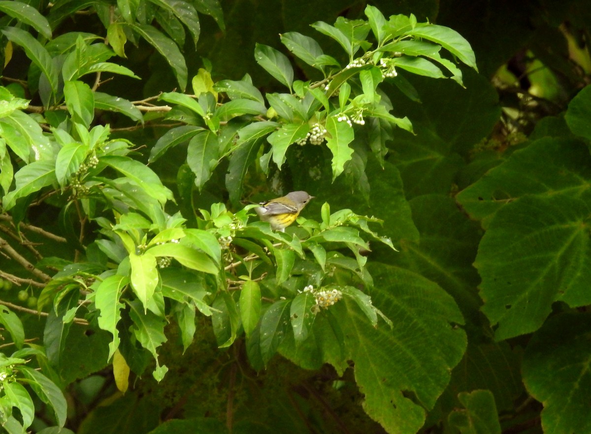 Magnolia Warbler - ML195038991
