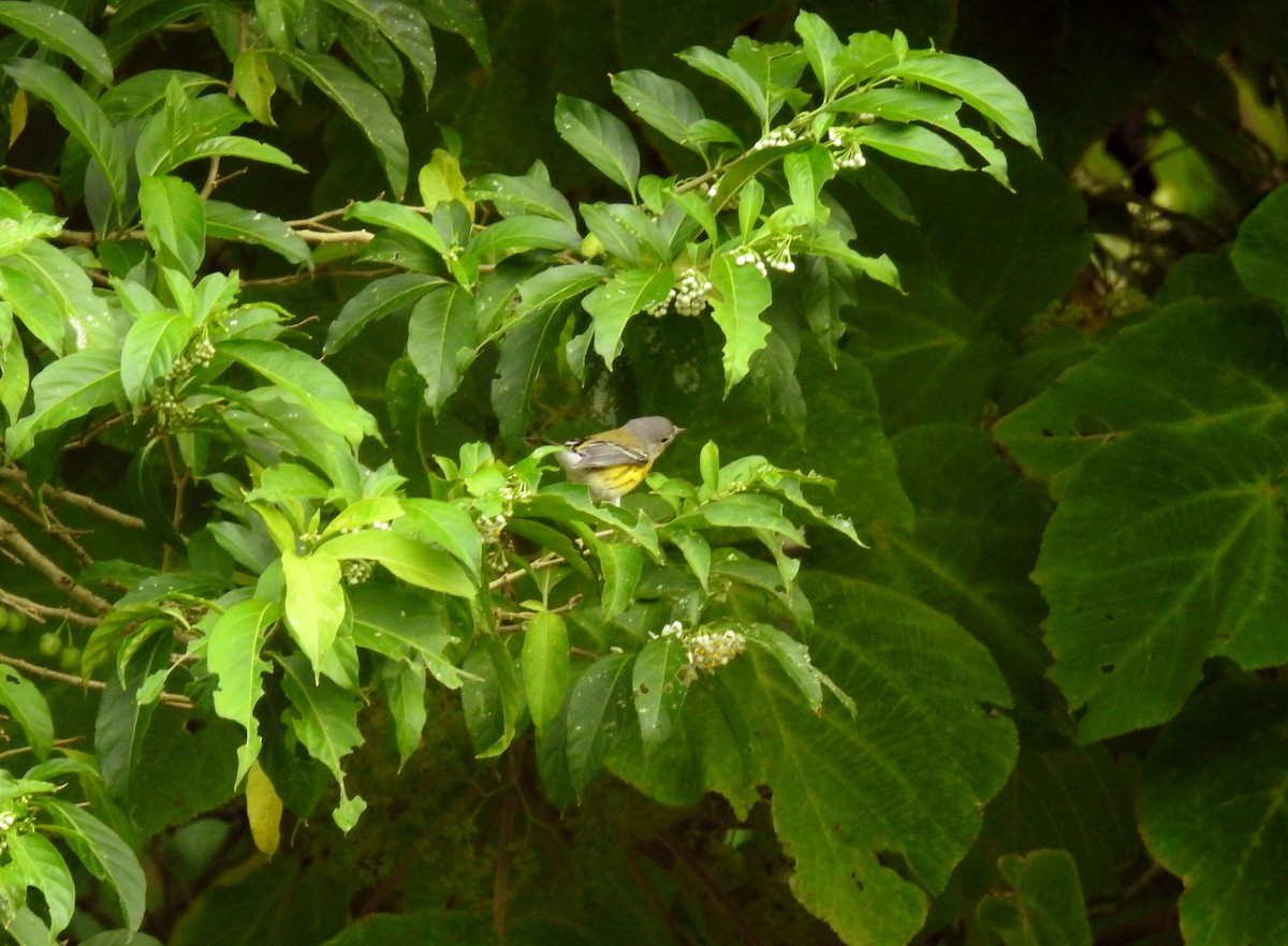 Magnolia Warbler - ML195038991