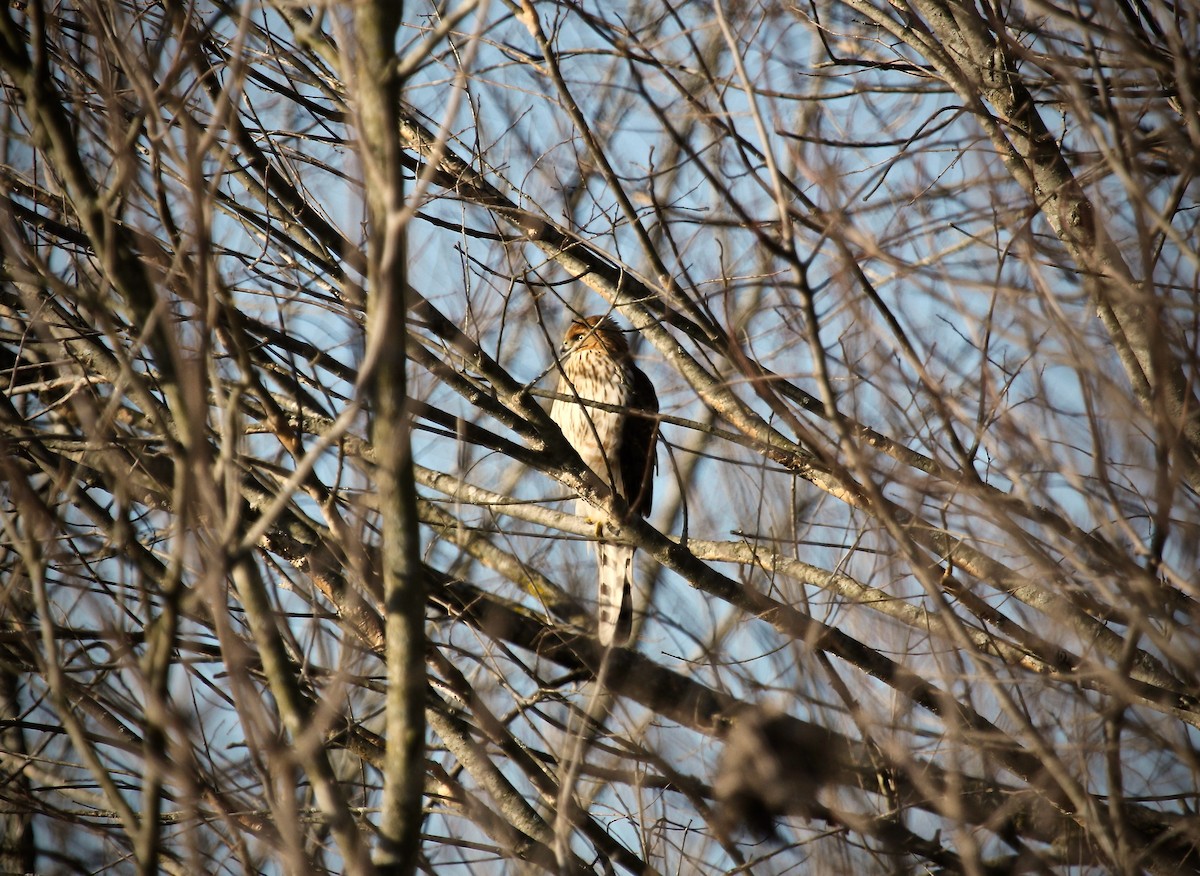 Cooper's Hawk - ML195039001