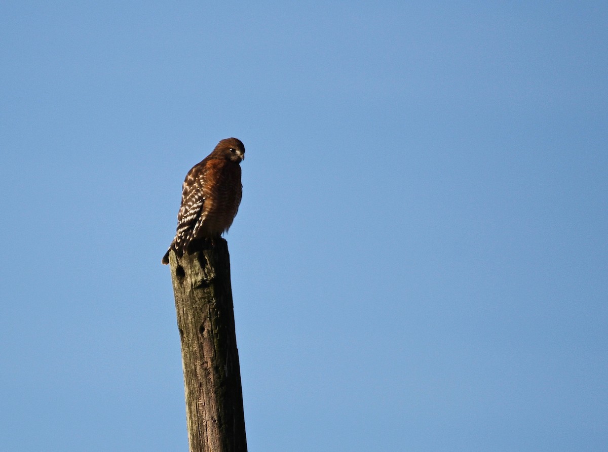 Red-shouldered Hawk - ML195039011