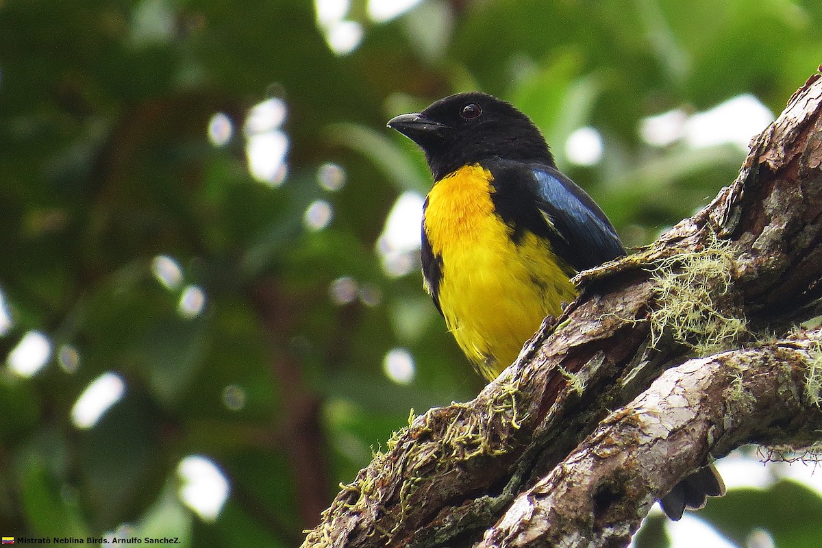 Black-and-gold Tanager - Arnulfo Sanchez  ( Neblina Birds Colombia  )