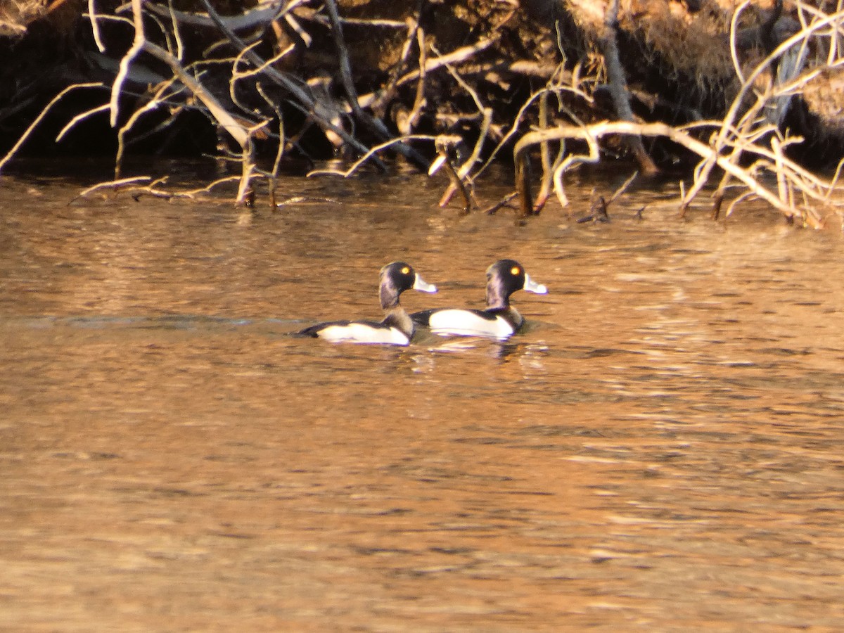 Ring-necked Duck - Nick Giordano