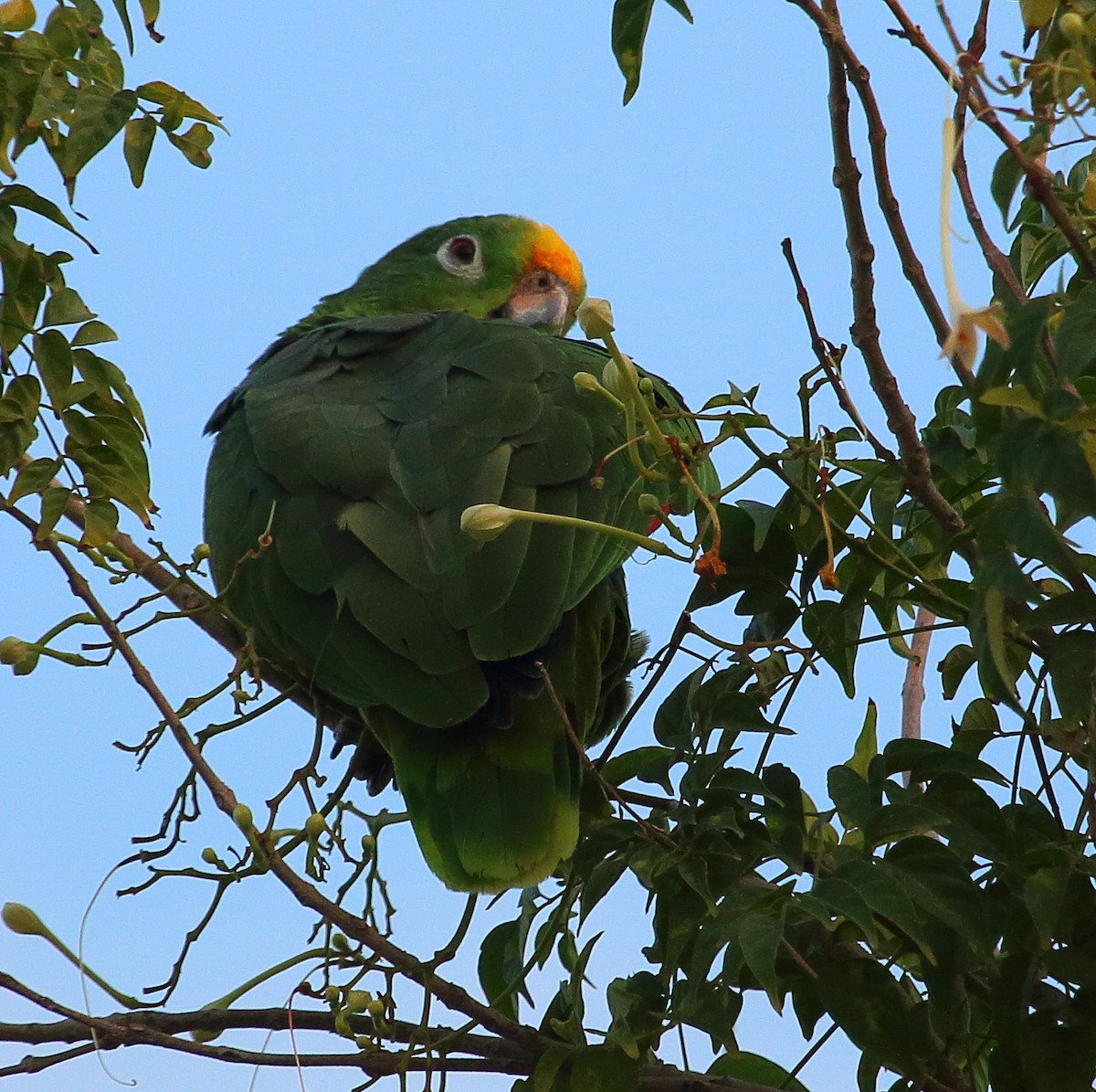 Yellow-crowned Parrot - ML195041071
