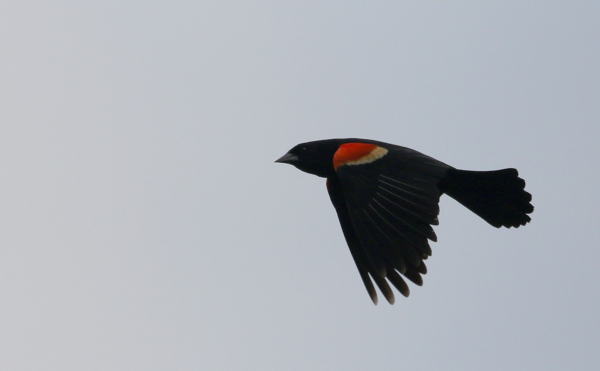 vlhovec červenokřídlý [skupina phoeniceus] - ML195041411