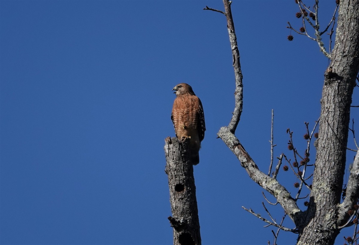 Red-shouldered Hawk - ML195041551