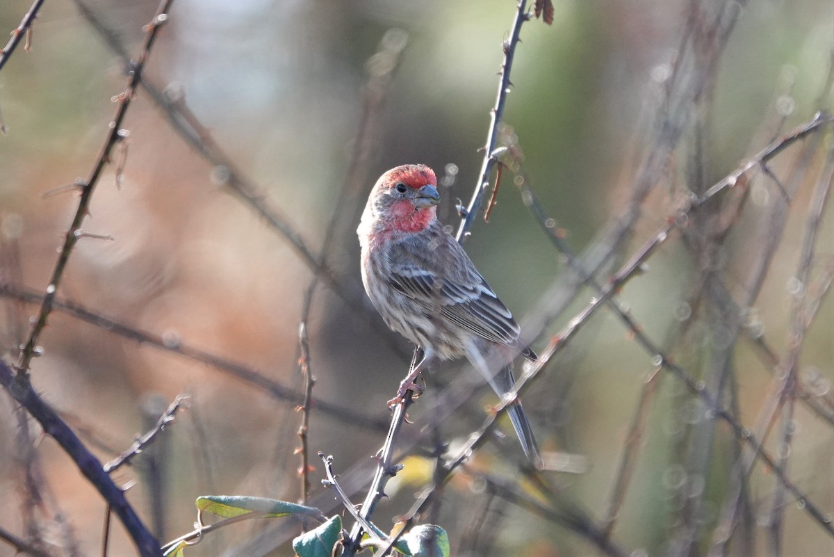 House Finch - ML195041691
