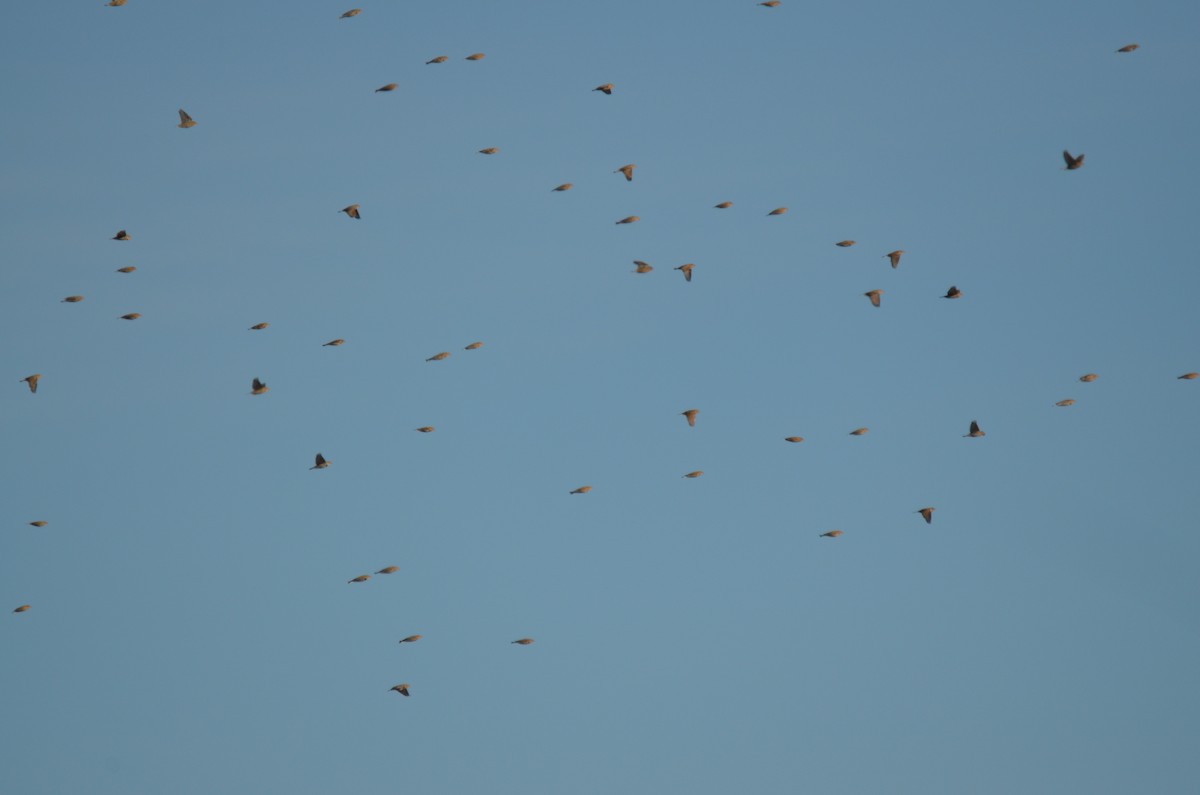 tanımsız Calcarius/Rhynchophanes sp. - ML195042941