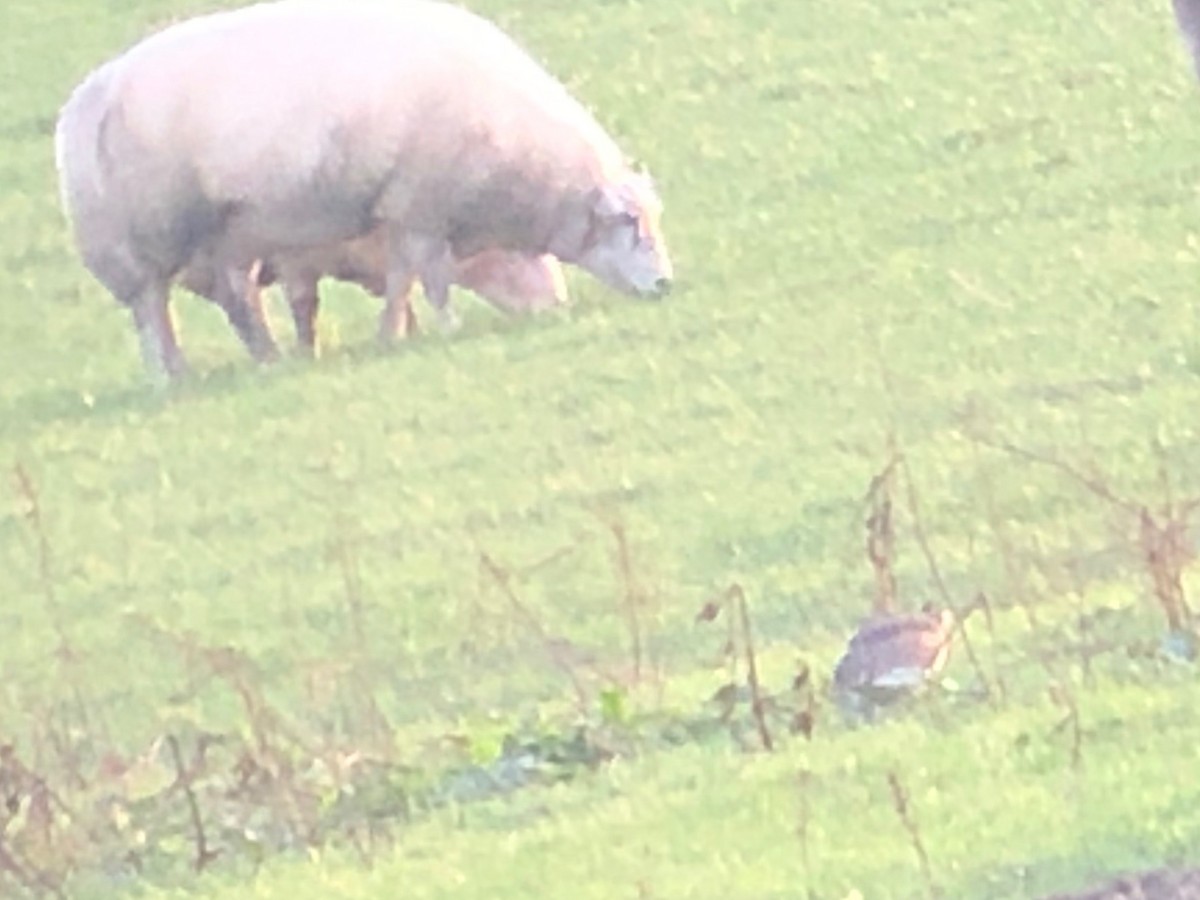 Little Bustard - ML195043541