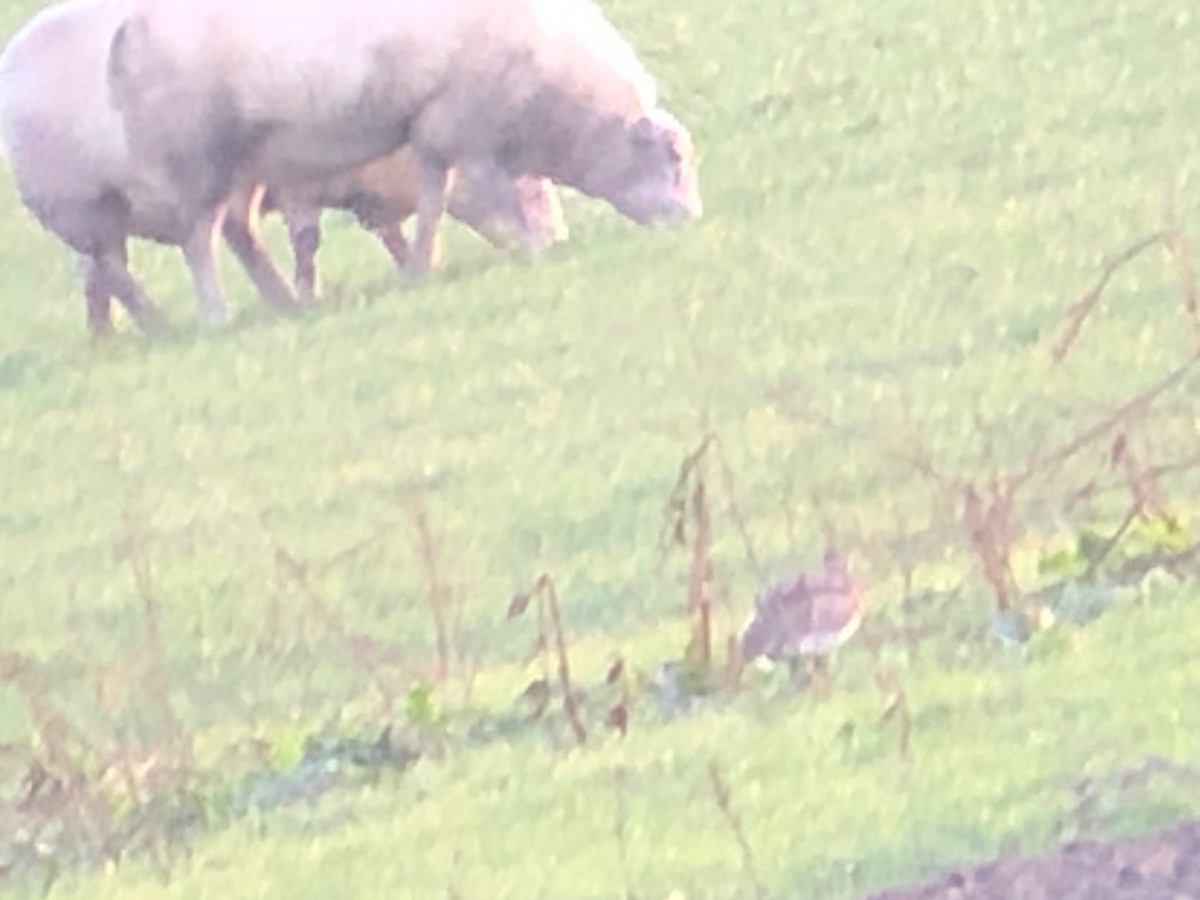 Little Bustard - ML195043551