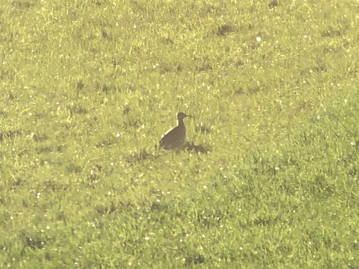 Little Curlew - ML195043601