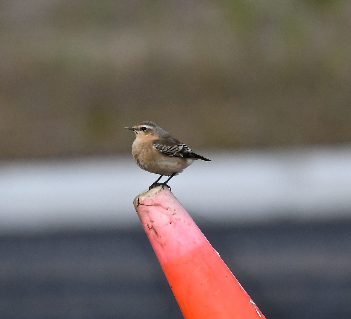 Northern Wheatear - Mike D. McBrien