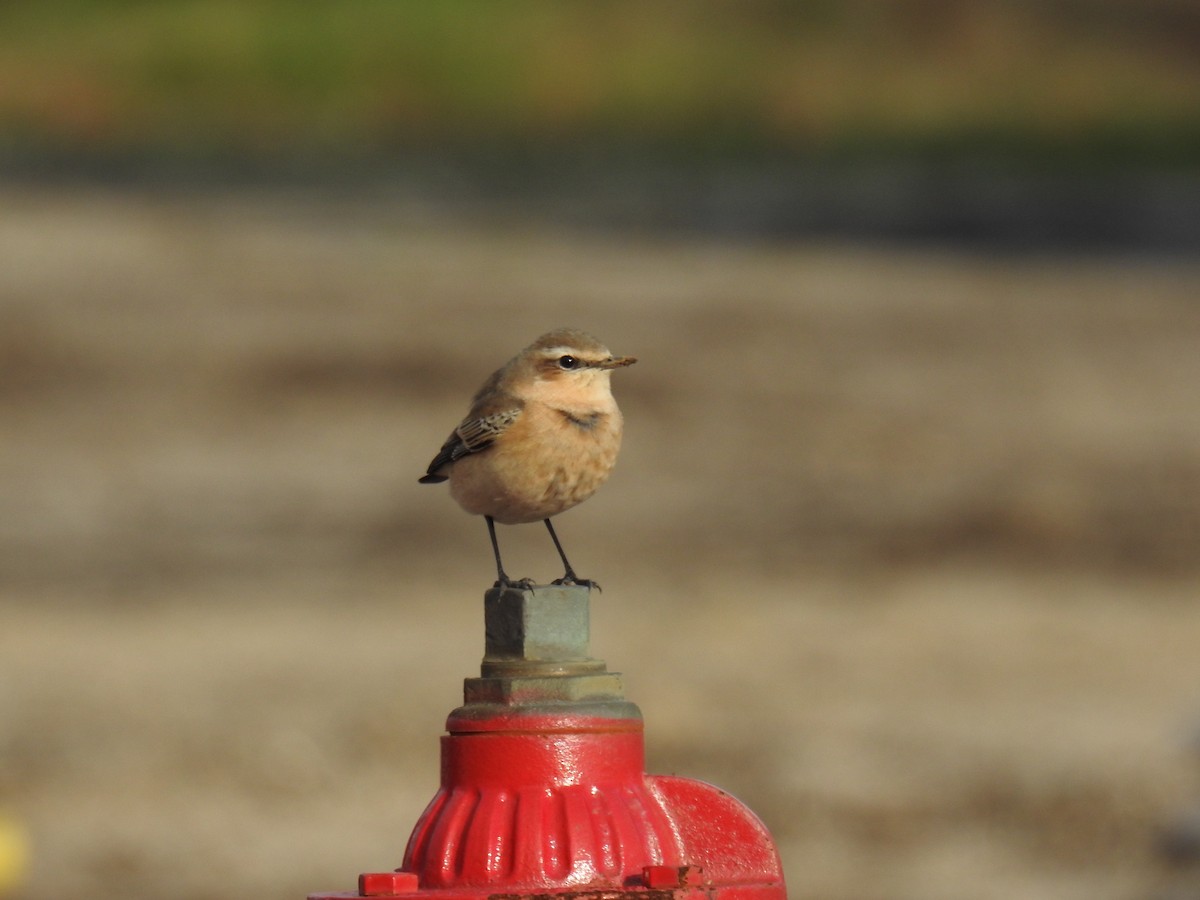 Northern Wheatear - ML195043761