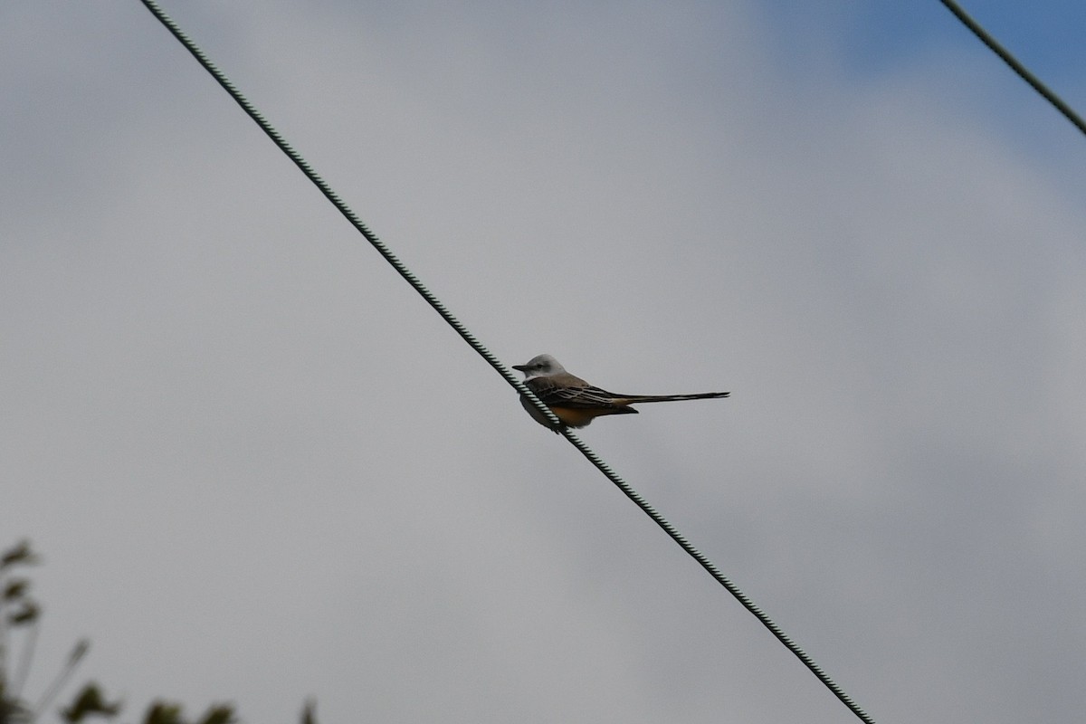 Scissor-tailed Flycatcher - ML195043871