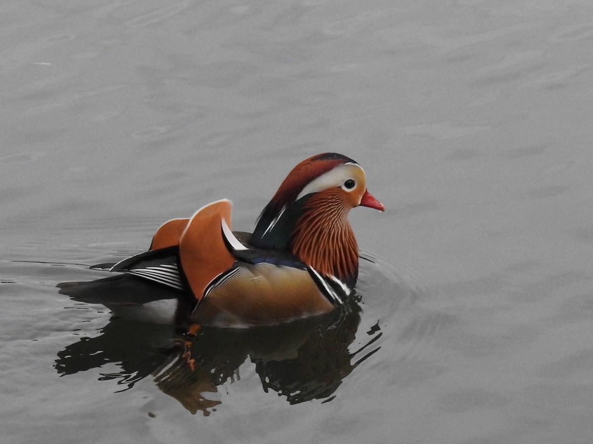 Mandarin Duck - Mike D. McBrien