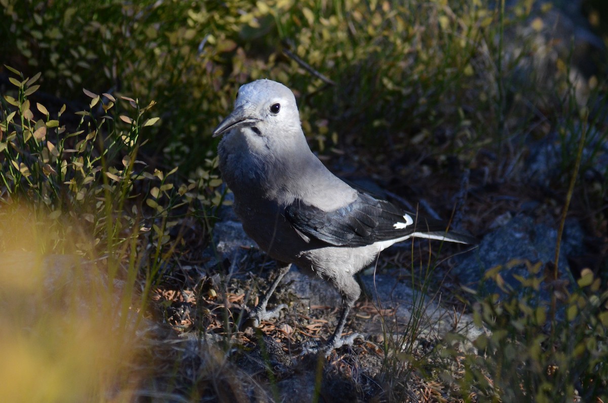 Clark's Nutcracker - Chris Crowe