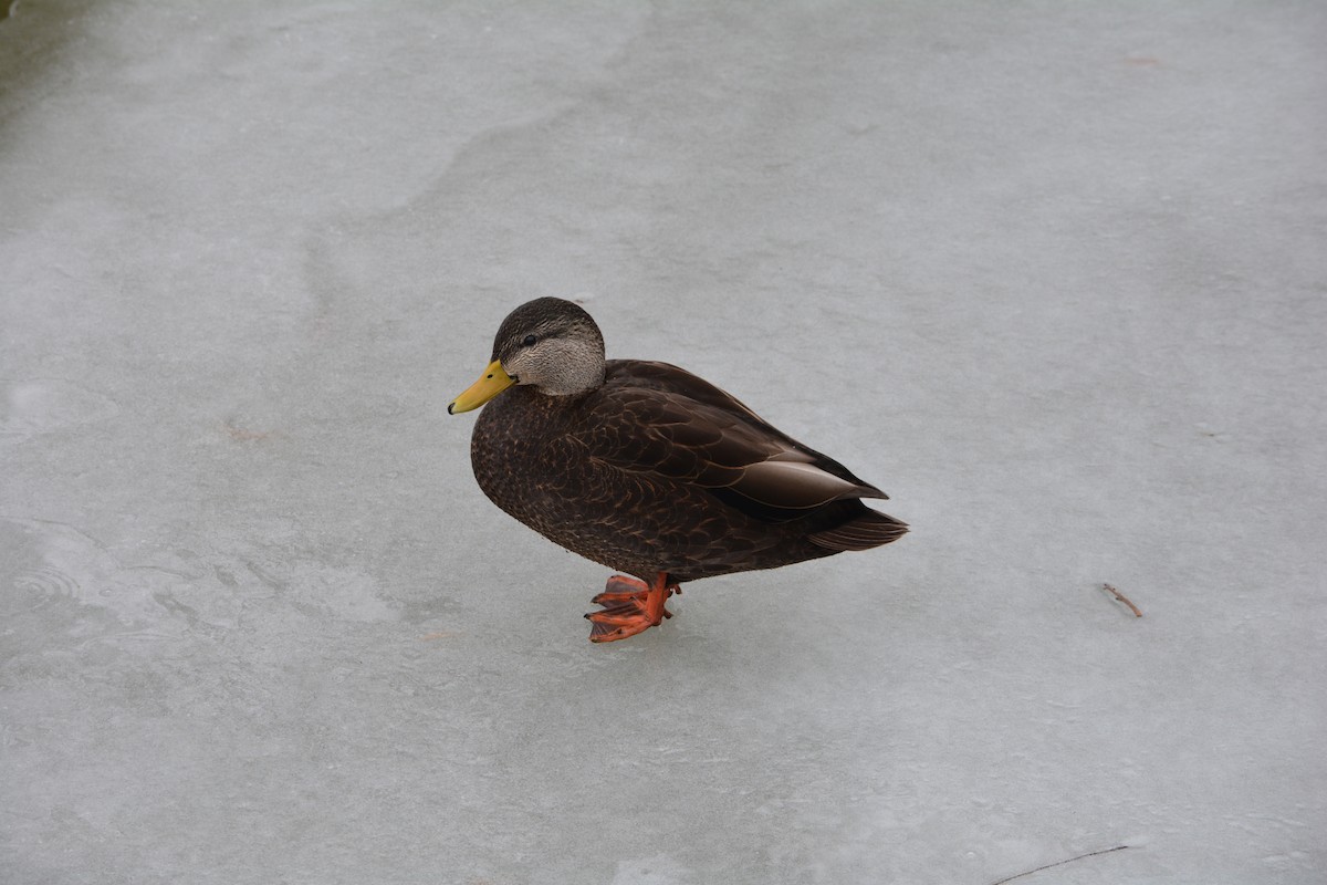 American Black Duck - Adam Capparelli