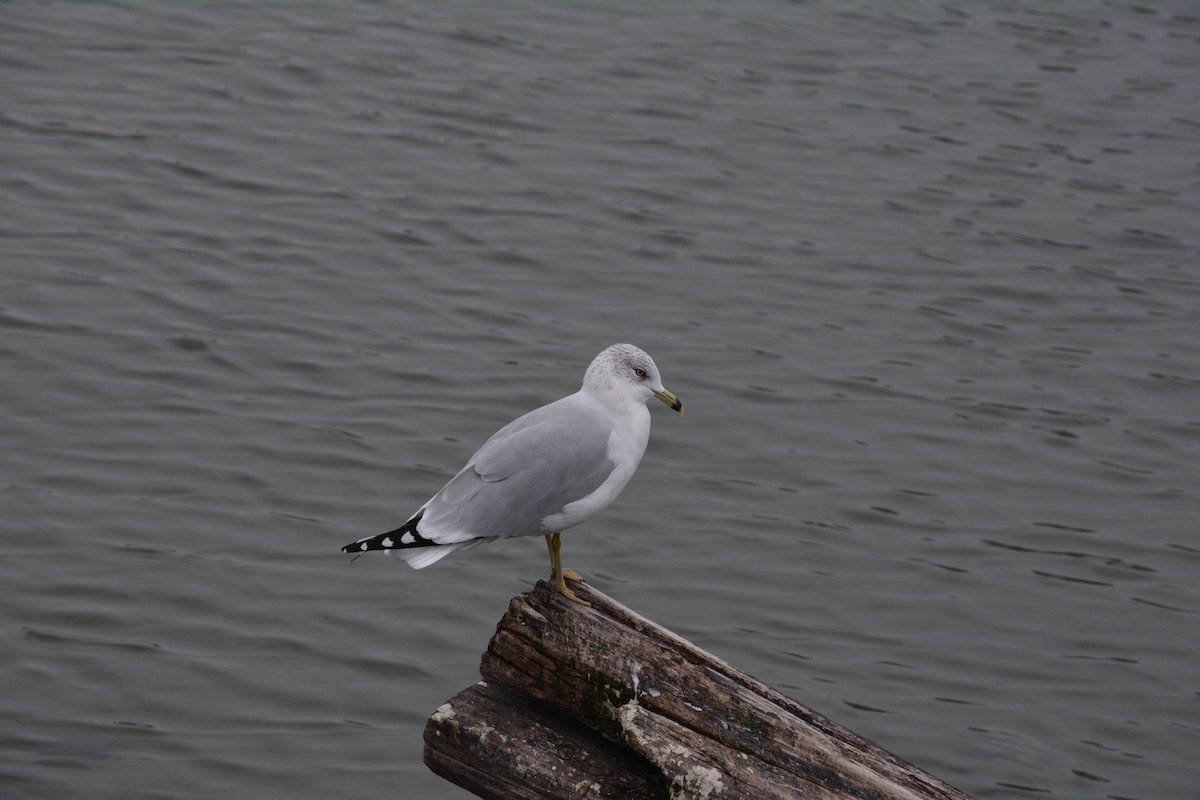 Ring-billed Gull - ML195044801