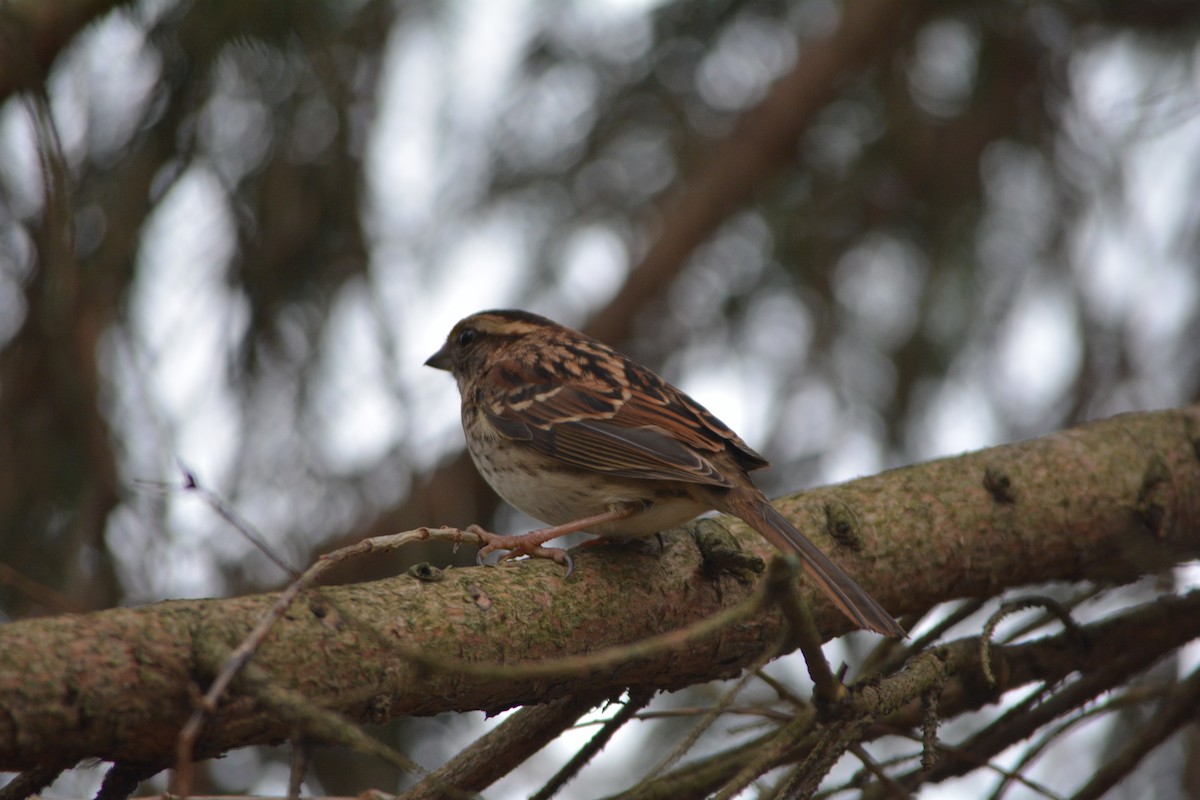 White-throated Sparrow - ML195044981