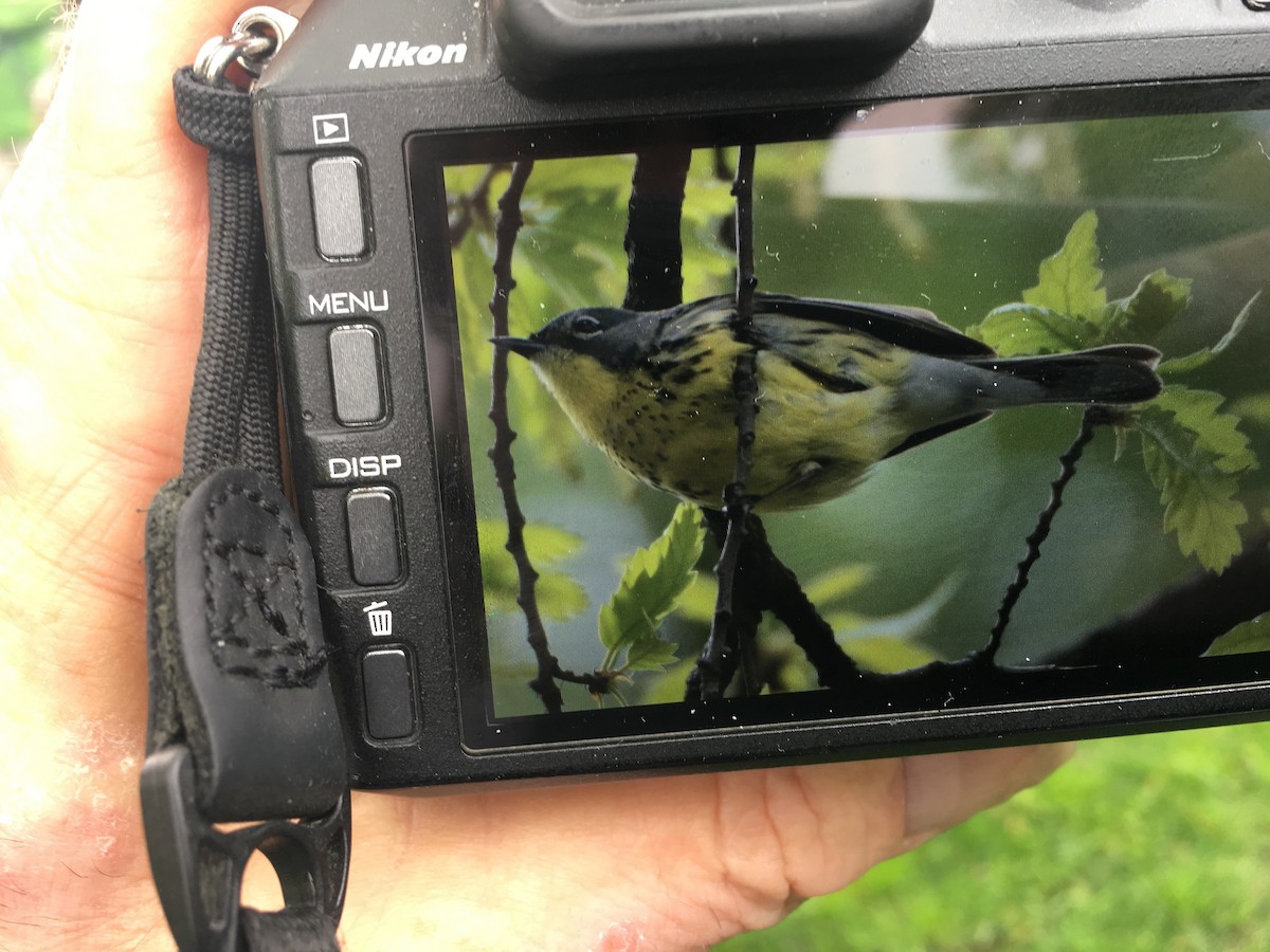 Michiganwaldsänger - ML195045781