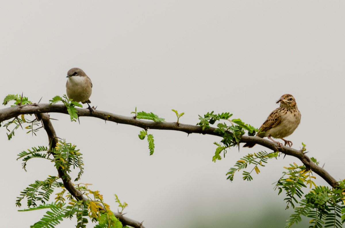Lesser Whitethroat - ML195046001