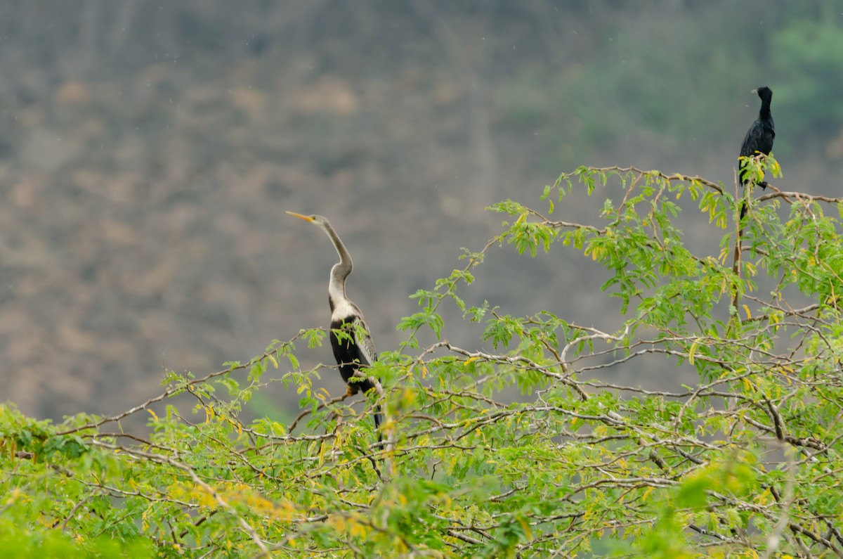 Oriental Darter - ML195046571