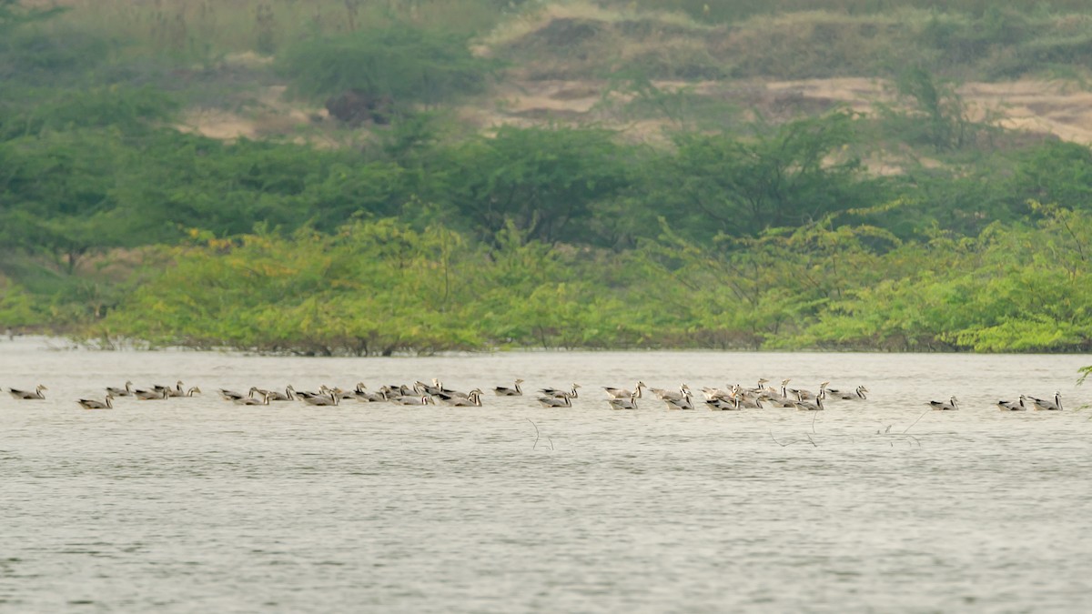 Bar-headed Goose - ML195047551