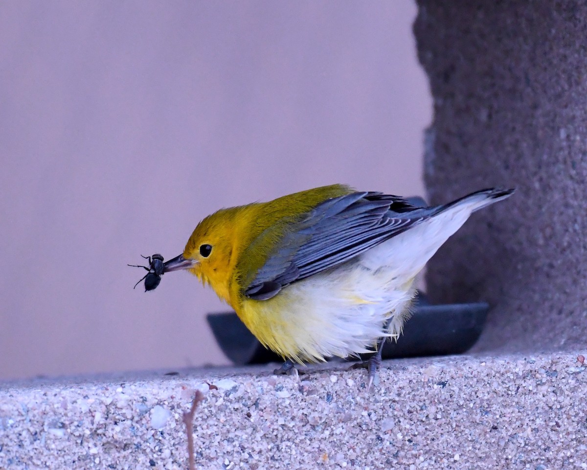 Prothonotary Warbler - Mike D. McBrien