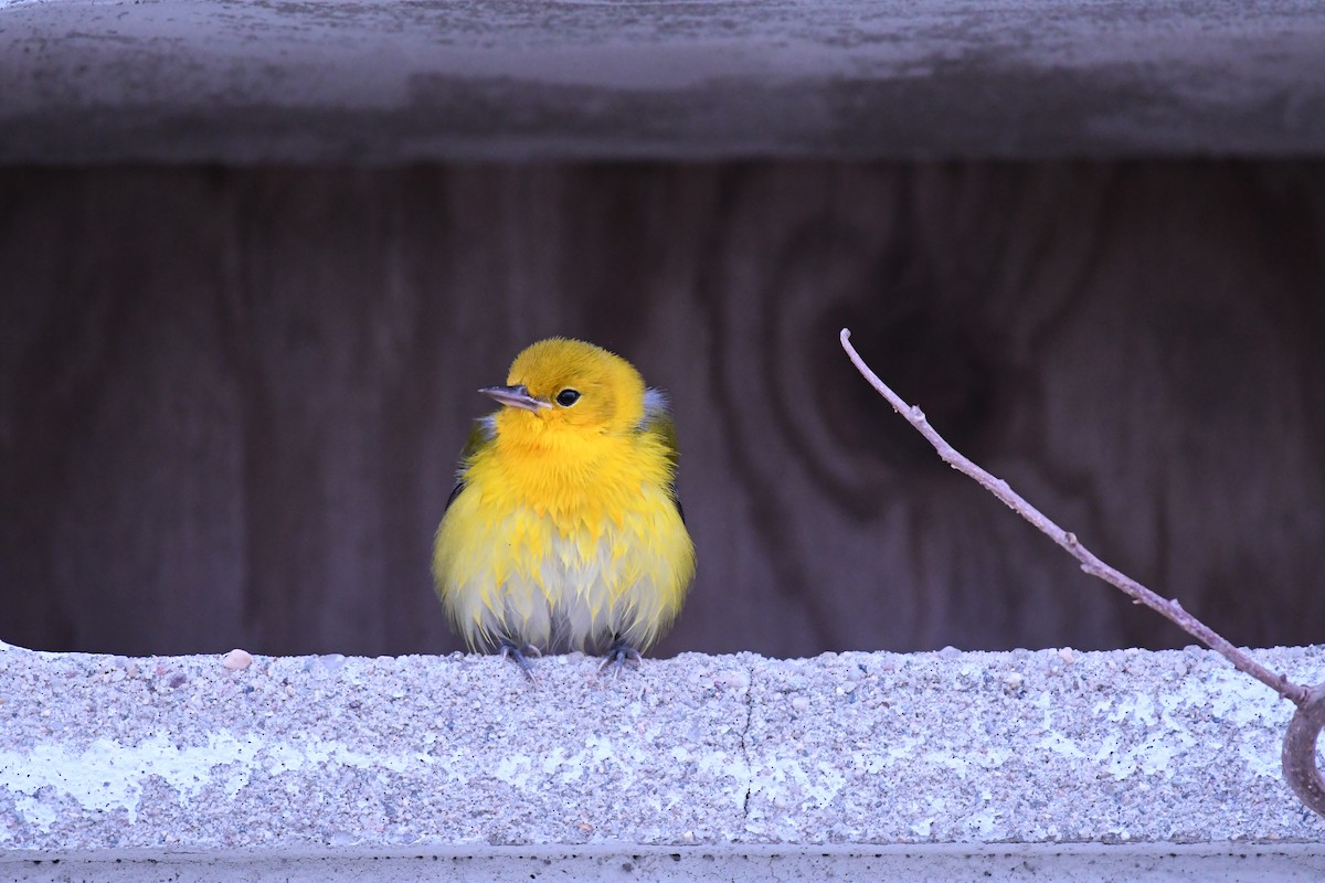 Prothonotary Warbler - Mike D. McBrien