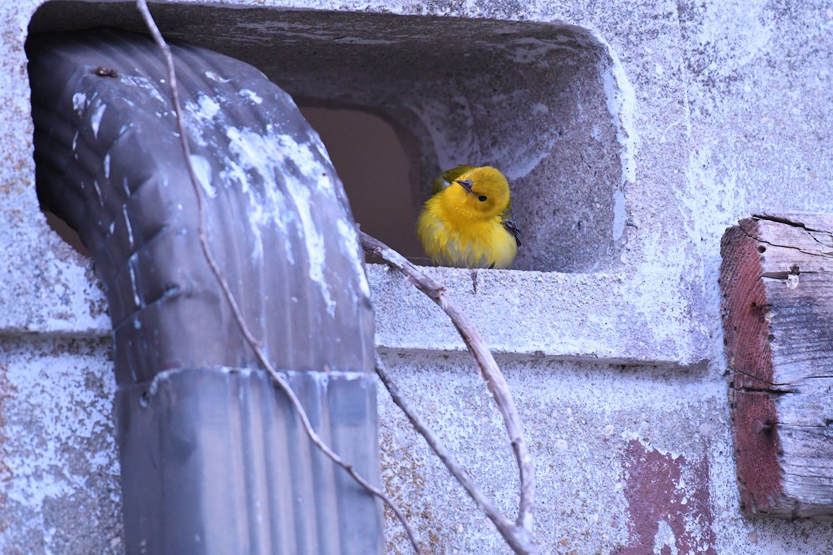 Prothonotary Warbler - Mike D. McBrien