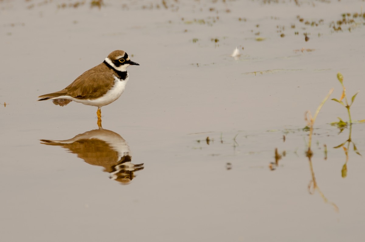 Little Ringed Plover - ML195047891