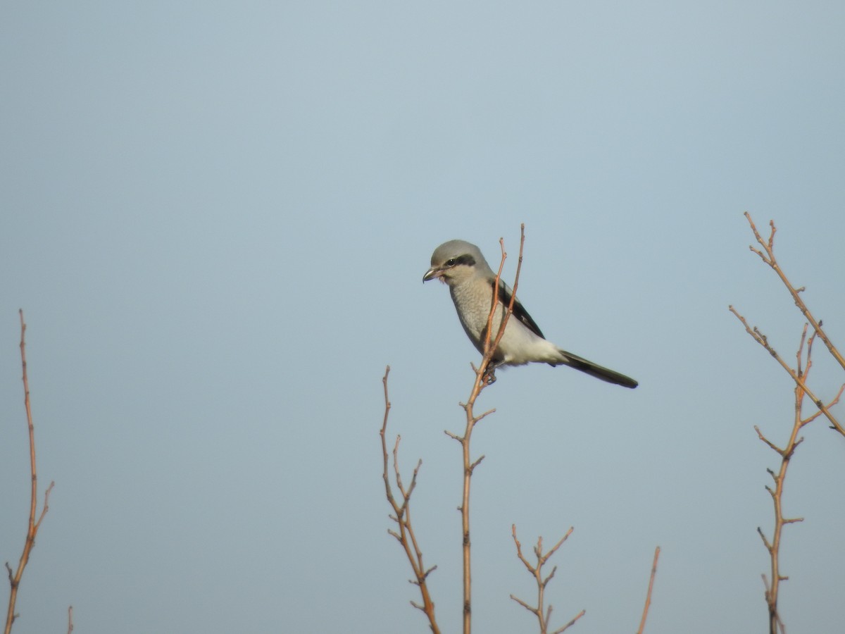 Northern Shrike - ML195048861