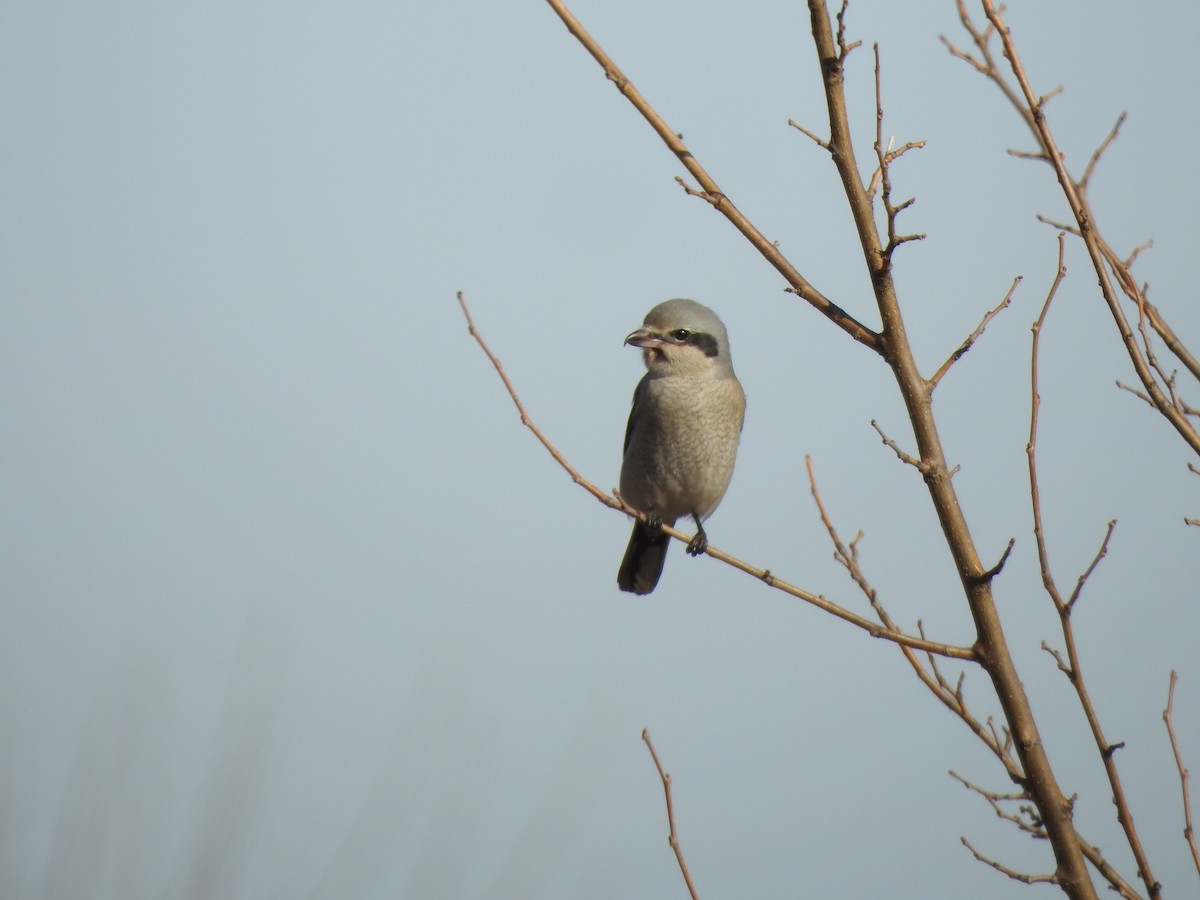 Alcaudón Boreal - ML195048881