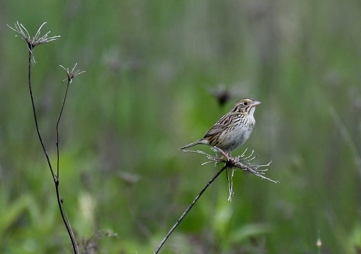 Henslow's Sparrow - Mike D. McBrien