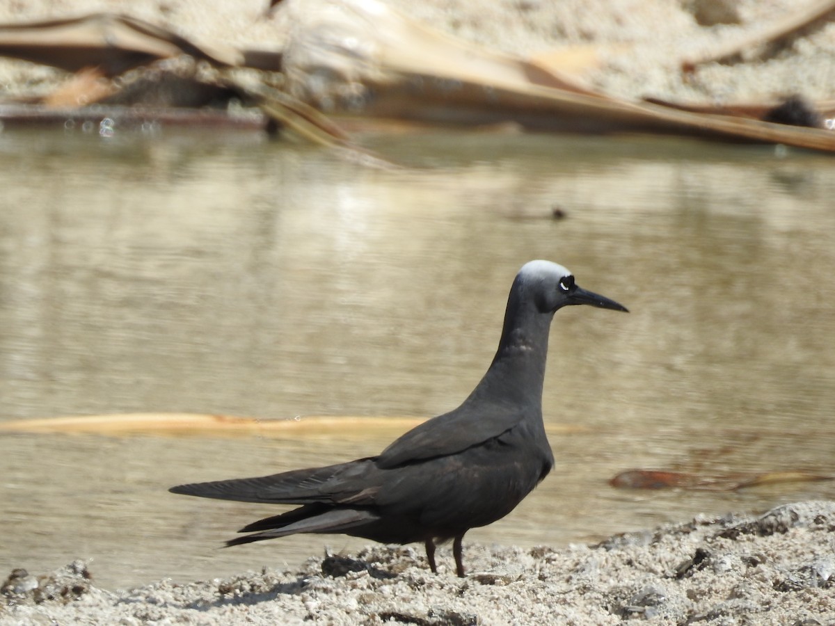 Black Noddy - ML195049671