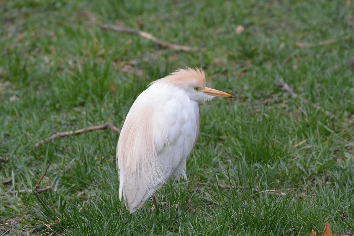 Western Cattle Egret - Mike D. McBrien