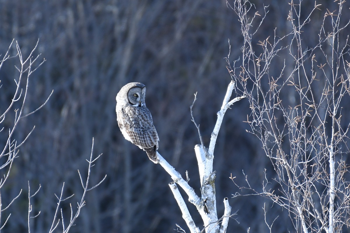 Great Gray Owl - Mike D. McBrien