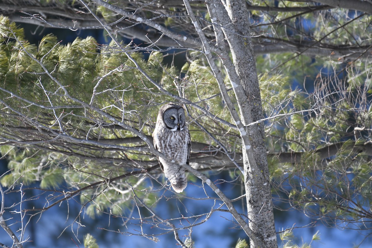 Great Gray Owl - ML195050851