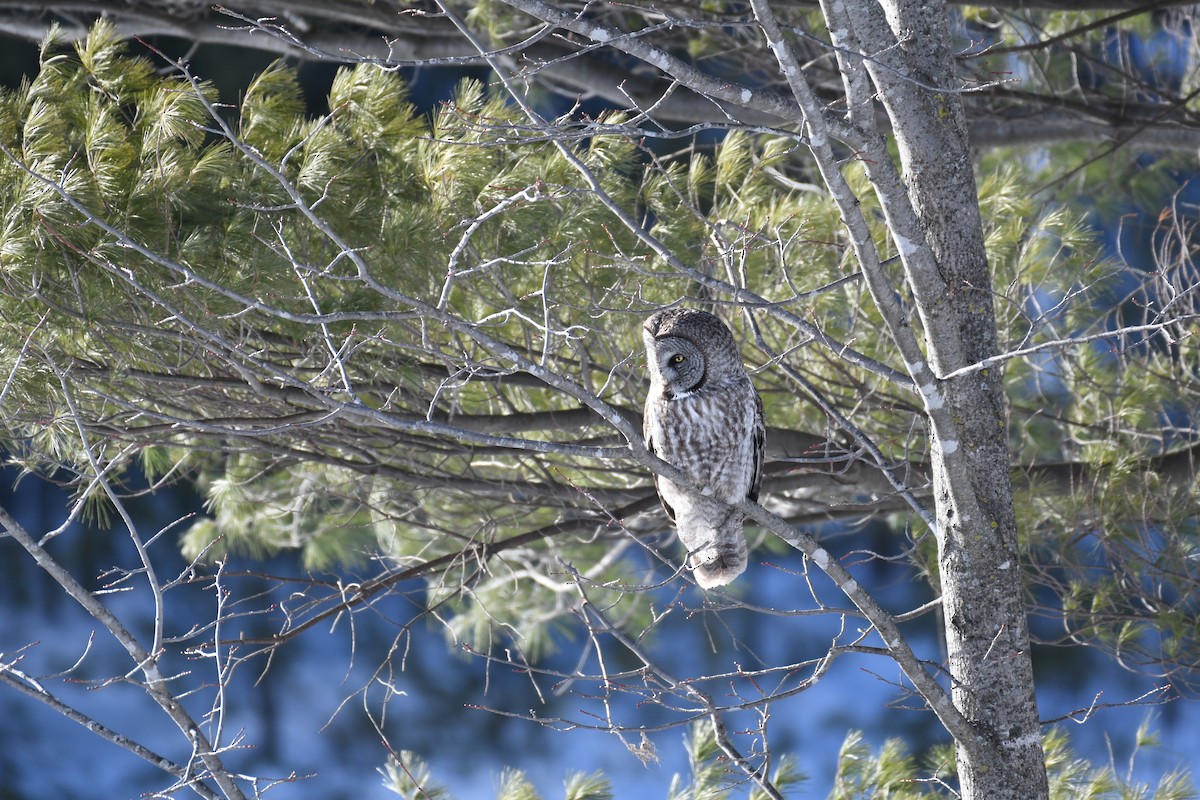 Great Gray Owl - Mike D. McBrien