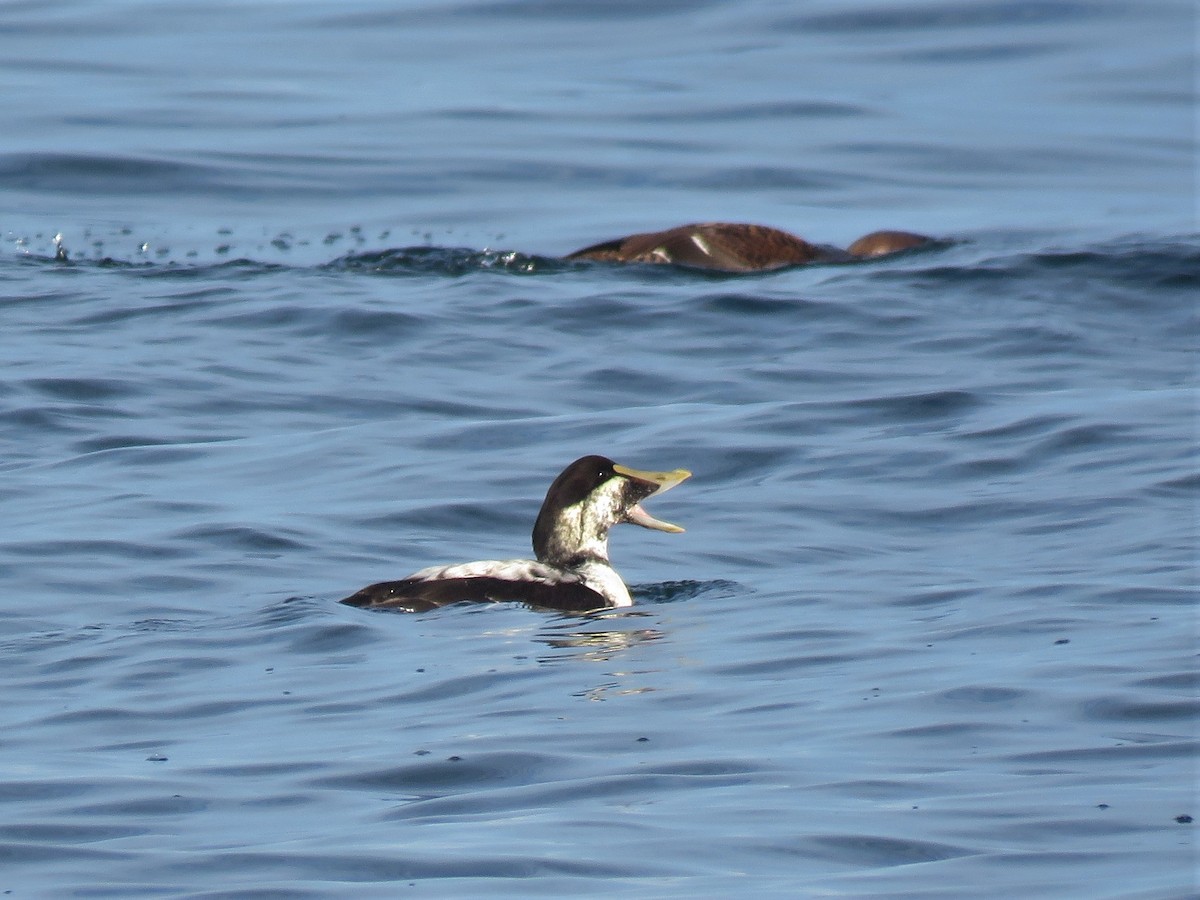 Common Eider - Roger Debenham